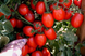 Галілея F1 - насіння томата, 1000 шт, Hazera 20830 фото 3