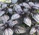 Віолет Кінг F1 - насіння базиліка, 50 г, Spark Seeds 13072 фото 1