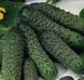 Пасалімо F1 - насіння огірка, 500 шт, Syngenta 75576 фото 2