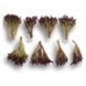 Винтекс - семена салата, 5000 шт (драже), Rijk Zwaan 1094993403 фото 1