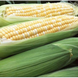 Ракель F1 - насіння кукурудзи, 50 000 шт, Clause 21272 фото 2