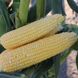 Харді F1 - насіння кукурудзи, 100 000 шт, Hazera 44400 фото 2