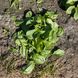 Кросстрек F1 - семена шпината, 25 000 шт, Enza Zaden 12-900 фото 3