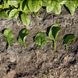 Кросстрек F1 - семена шпината, 25 000 шт, Enza Zaden 12-900 фото 4