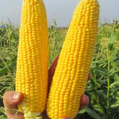 ГСС 5649 F1 - насіння кукурудзи, 100 000 шт, Syngenta 36611 фото