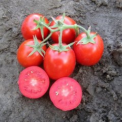 Родіон F1 - насіння томата, 1000 шт, Hazera 10450 фото