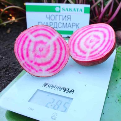 Чиогиа Гардсмарк - семена свеклы, 10 000 шт, Sakata 18001 фото