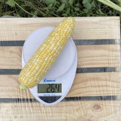 Ескорт F1 - насіння кукурудзи біколор, 25 000 шт, Spark Seeds 56790 фото