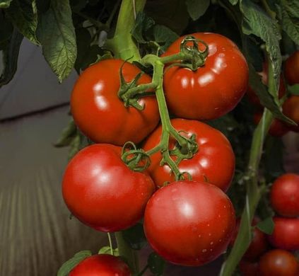 Васанта F1 - насіння томата, 1000 шт, Rijk Zwaan 29264 фото