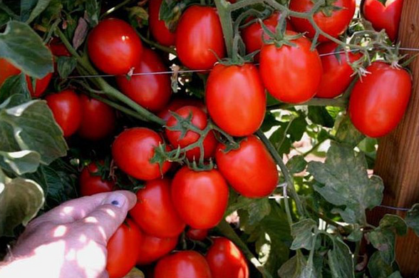 Галілея F1 - насіння томата, 5000 шт, Hazera 20831 фото