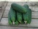 Сатіна F1 - насіння огірка, 1000 шт, Nunhems 20366 фото 4