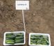 Сатіна F1 - насіння огірка, 1000 шт, Nunhems 20366 фото 3