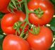 Васанта F1 - насіння томата, 1000 шт, Rijk Zwaan 29264 фото 1