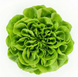 Аквіно - насіння салату, 1000 шт (драже), Rijk Zwaan 1094997583 фото 1