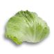 Ікебанас - насіння салату качанного, 1000 шт (драже), Rijk Zwaan 11261 фото 1