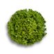 Патішн - насіння салату, 1000 шт (драже), Rijk Zwaan 68155 фото 1