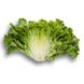 Патішн - насіння салату, 1000 шт (драже), Rijk Zwaan 68155 фото 2