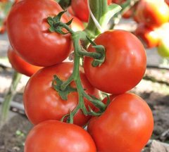 Чінто F1 - насіння томата, 1000 шт, Rijk Zwaan 41195 фото