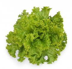 КС 129 - насіння салату, Kitano опис, фото, відгуки