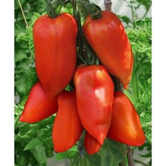 Корнабел F1 - насіння томата, 250 шт, Hazera 10490 фото