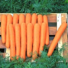 Маэстро F1 - семена моркови, 100 000 шт (калибр), Hazera 44513 фото