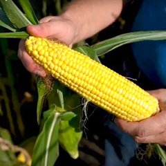 Акцент F1 - насіння кукурудзи, 100 000 шт, Syngenta 36701 фото