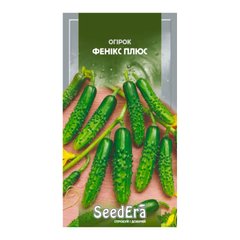 Фенікс Плюс - насіння огірка, SeedEra опис, фото, відгуки