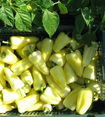 Діментіо F1 - насіння солодкого перцю, 500 шт, Syngenta 89121 фото