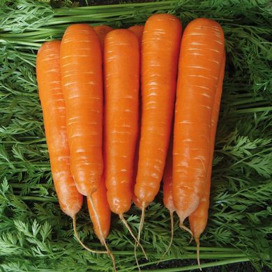 Семена моркови Матч F1, Clause 25 000 семян 655926088 фото