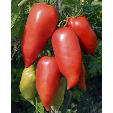 Корнабел F1 - семена томата, 250 шт, Hazera 10490 фото