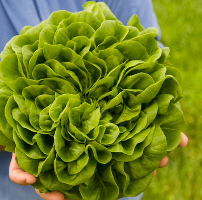 Аквино - семена салата, 5000 шт (драже), Rijk Zwaan 1095001711 фото