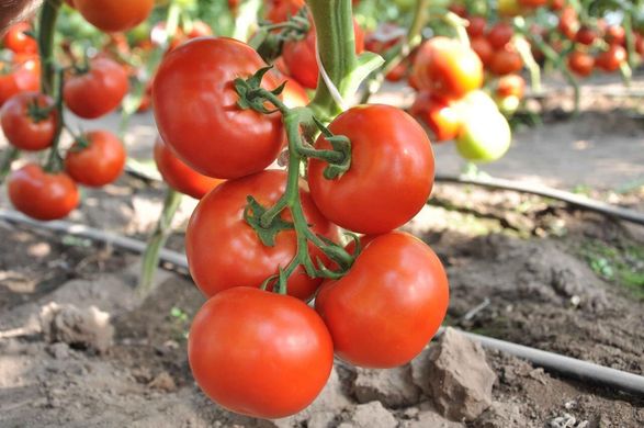 Чінто F1 - насіння томата, 1000 шт, Rijk Zwaan 41195 фото