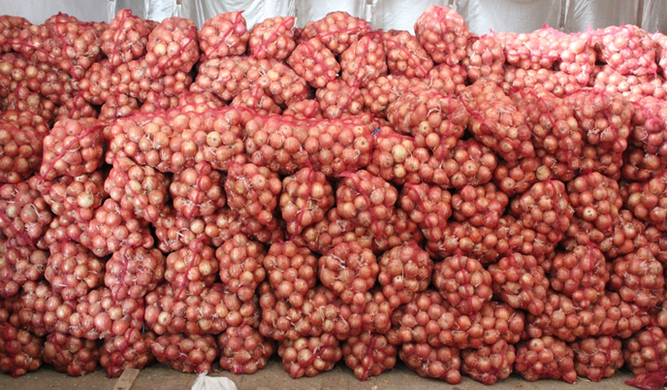Манас F1 - насіння цибулі, 250 000 шт, Bejo 93185 фото
