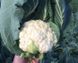 Телержи F1 - семена капусты цветной, 2500 шт, Enza Zaden 39700 фото 2