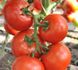 Чінто F1 - насіння томата, 1000 шт, Rijk Zwaan 41195 фото 1