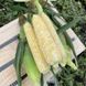 Ескорт F1 - насіння кукурудзи біколор, 25 000 шт, Spark Seeds 56790 фото 1