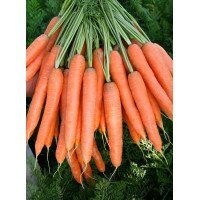 Престо F1 - насіння моркви, 25 000 шт (калібр.) >2.0, Hazera 58200 фото