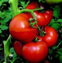 Аттия F1 - семена томата, 1000 шт, Rijk Zwaan 94564 фото