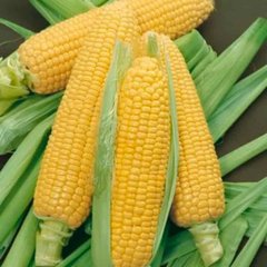 ГСС 8529 F1 - насіння кукурудзи, 100 000 шт, Syngenta 37101 фото
