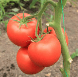 Беллфаст F1 - насіння томата, 500 шт, Enza Zaden 31550 фото