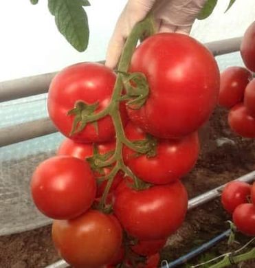 Зульфія F1 - насіння томата, 100 шт, Rijk Zwaan 06313 фото