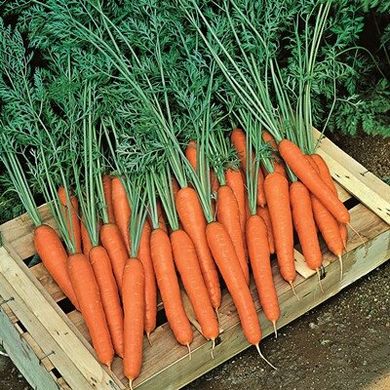 Престо F1 - насіння моркви, 100 000 шт (калібр.) 1.8-2.0, Hazera 58400 фото