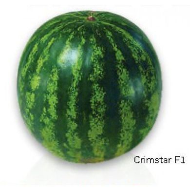 Кримстар F1 - семена арбуза, 1000 шт, Sakata 52653 фото