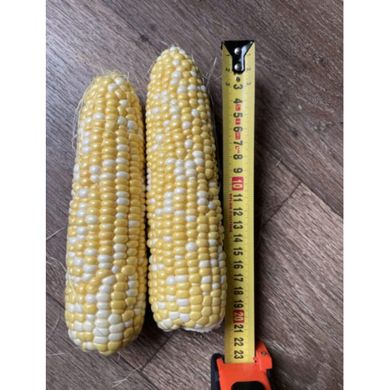 Дефендер F1 - семена кукурузы биколор, 25 000 шт, Spark Seeds 48385 фото