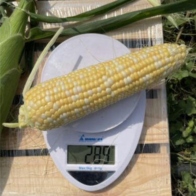 Дефендер F1 - насіння кукурудзи біколор, 2 500 шт, Spark Seeds 48384 фото