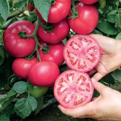 Маністелла F1 - насіння томата, 500 шт, Hazera 10560 фото