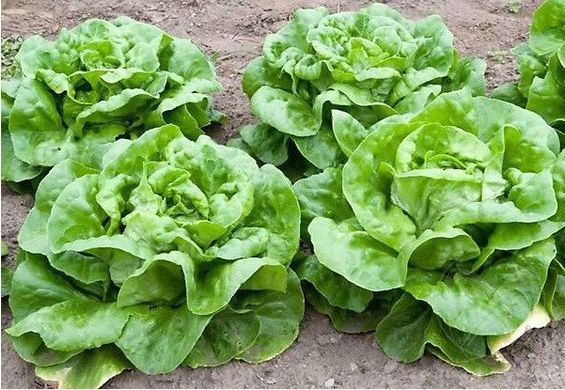 Максимус - насіння салату, 5000 шт (драже), Rijk Zwaan 95492 фото