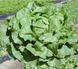 Максимус - насіння салату, 5000 шт (драже), Rijk Zwaan 95492 фото 1