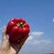 Геркулес F1 - семена сладкого перца, Clause купить в Украине с доставкой