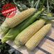 Дефендер F1 - насіння кукурудзи біколор, 2 500 шт, Spark Seeds 48384 фото 1